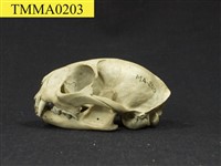 石虎頭骨藏品圖，第7張